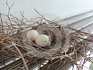 Two eggs of red collared dove birds in the nest on aluminum cloths racks.