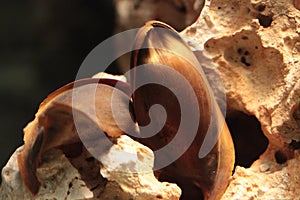 Eggs of a shark on a rock