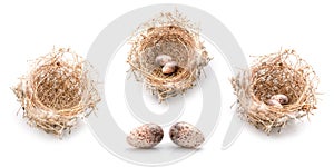 Two eggs of zebra dove birds in brown dry grass nest isolated on white