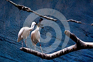 Two egrets