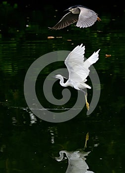 Two egrets flying on the river, in dark background