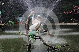 Two egrets are in love