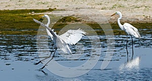 Two Egrets in a Pond