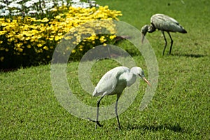 Two egrets walking on a green grass in a park in India