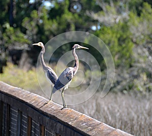 Two Egrets in the wild Florida