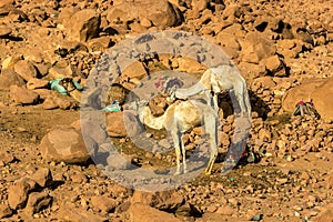 Two Egyptian camel on the background of bald mountains