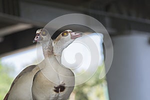 Two Egyptian Geese Alopochen aegyptiaca standing together,