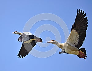 Two egyptian geese in flight