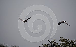 Two Egyptian Geese flying above trees, Palmwag Concession, Namibia, Southern Africa