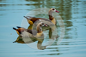 Two egyptian geese on lake in spring