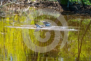 Two Egyptian Geese  landing just in a small river