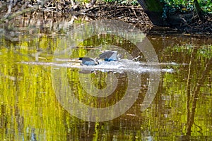 Two Egyptian Geese  landing just in a small river