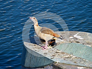 Two Egyptian geese mating at the river Ruhr