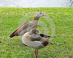 Two Egyptian Geese Preening on a Lawn