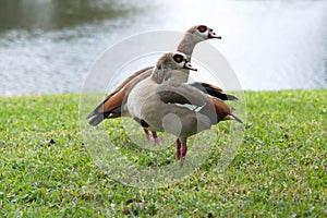 Two Egyptian Geese Preening on a Lawn