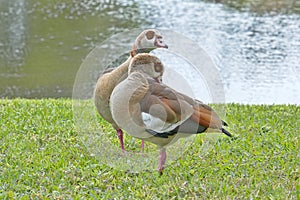 Two Egyptian Geese Preening on a Lawn