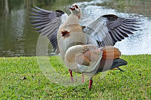 Two Egyptian Geese Preening on a Lawn