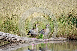 Two Egyptian geese sitting on a branch.