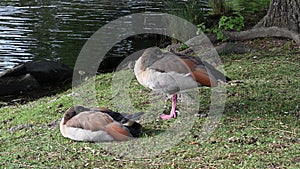 Two Egyptian geese sleeping together