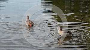 Two Egyptian geese splashing around