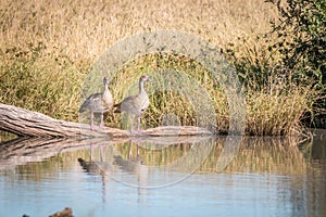 Two Egyptian geese standing in front of the water.