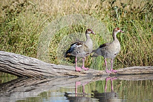 Two Egyptian geese standing on a piece of wood.