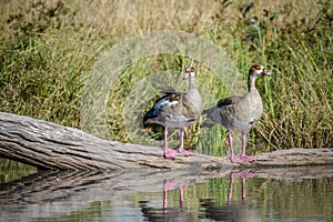 Two Egyptian geese standing on a piece of wood.