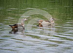Two egyptian geese swimming on a lake