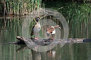 TWO EGYPTIAN GEESE ON A TREE STUMP IN WATER
