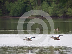 Two egyptian goose flying over a lake