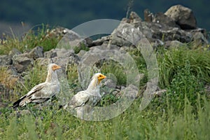 Two Egyptian Vultures Neophron percnopterus sitting in the grass with the rocks and green background