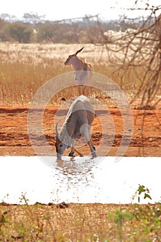 Two eland antelopes at a water hole.