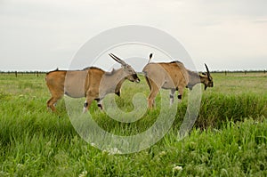 Two eland on a green field