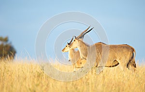 Two Eland (Taurotragus oryx) photo