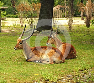 Two Eland Taurotragus oryx , worlds largest antelope.