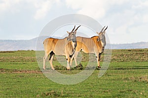 Two Elands on the Kenyan Savanna