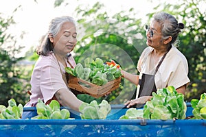 Two elderly women help pick salad greens in an organic garden plot