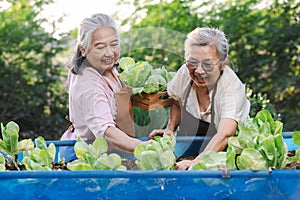 Two elderly women help pick salad greens in an organic garden plot