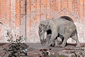 Two Elefant Walking In The Zoo - Wall Backgroud