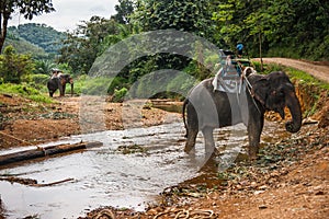 Two elefants crossing the river in the rain forest of Khao Sok sanctuary, Thailand