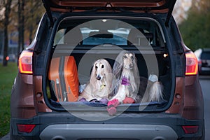 Two elegant Afghan hounds in the car