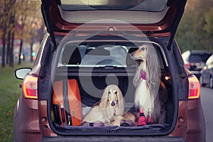 Two elegant Afghan hounds in the car,