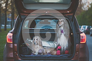 Two elegant Afghan hounds in the car, the concept of travel with animals