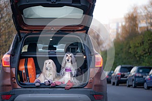 Two elegant Afghan hounds in the car, the concept of travel with animals