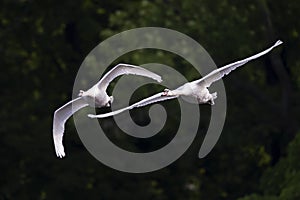 Two elegant mute swans flying at highspeed in a lake in the city Berlin Germany.