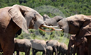 Two elephant bulls battle in South Africa