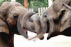 Two Elephant friends playing together with their tusk crossed at indian zoo showing love and affection