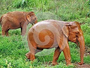 Two elephant with green jungle background