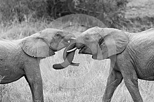 Two elephant greet with curling and touching trunks artistic con