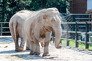 Two elephant looking adorable, standing on the ground looking, s covered with dust at the zoological park